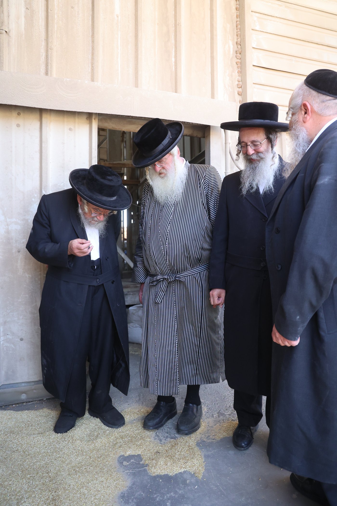 בד"ץ העדה החרדית בקצירת חיטים
