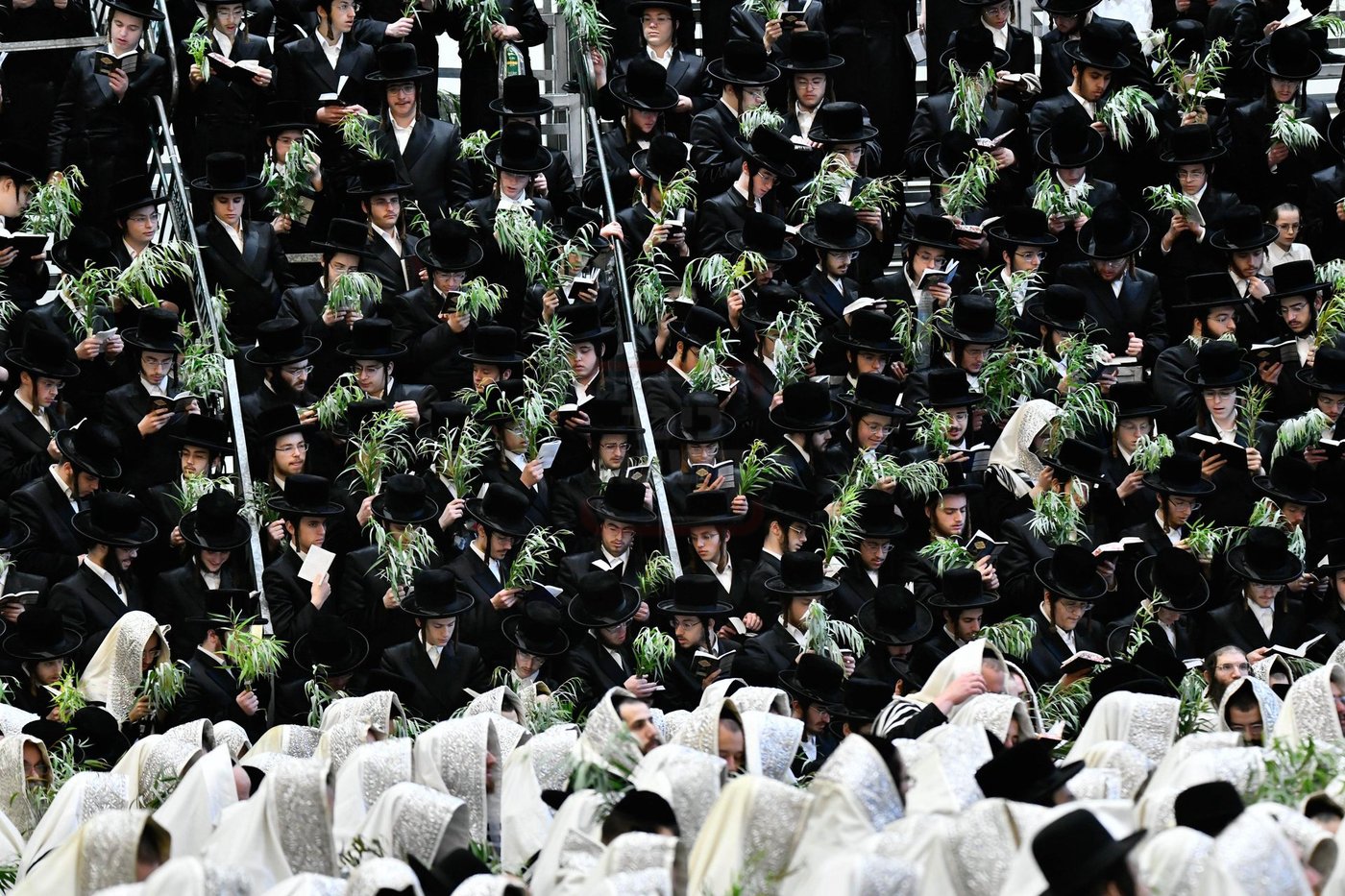 הושענא רבה בחצה"ק ויז'ניץ