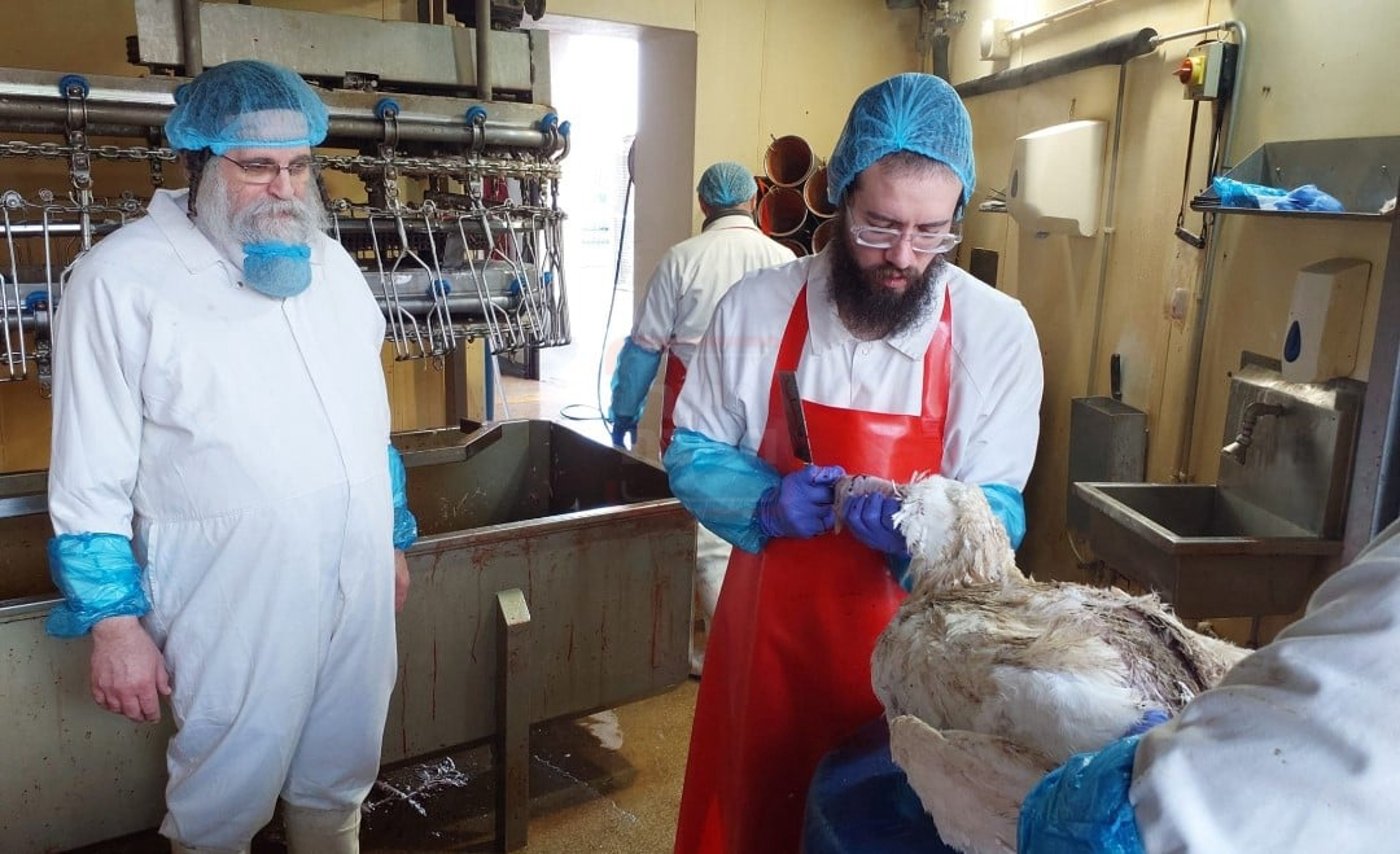 זיידלע חוזר | מהאדמו"ר שתקע בשופר בחודש אדר ועד לחסידים שכבשו את סיני; סיכום שבועי שאסור לפספס!