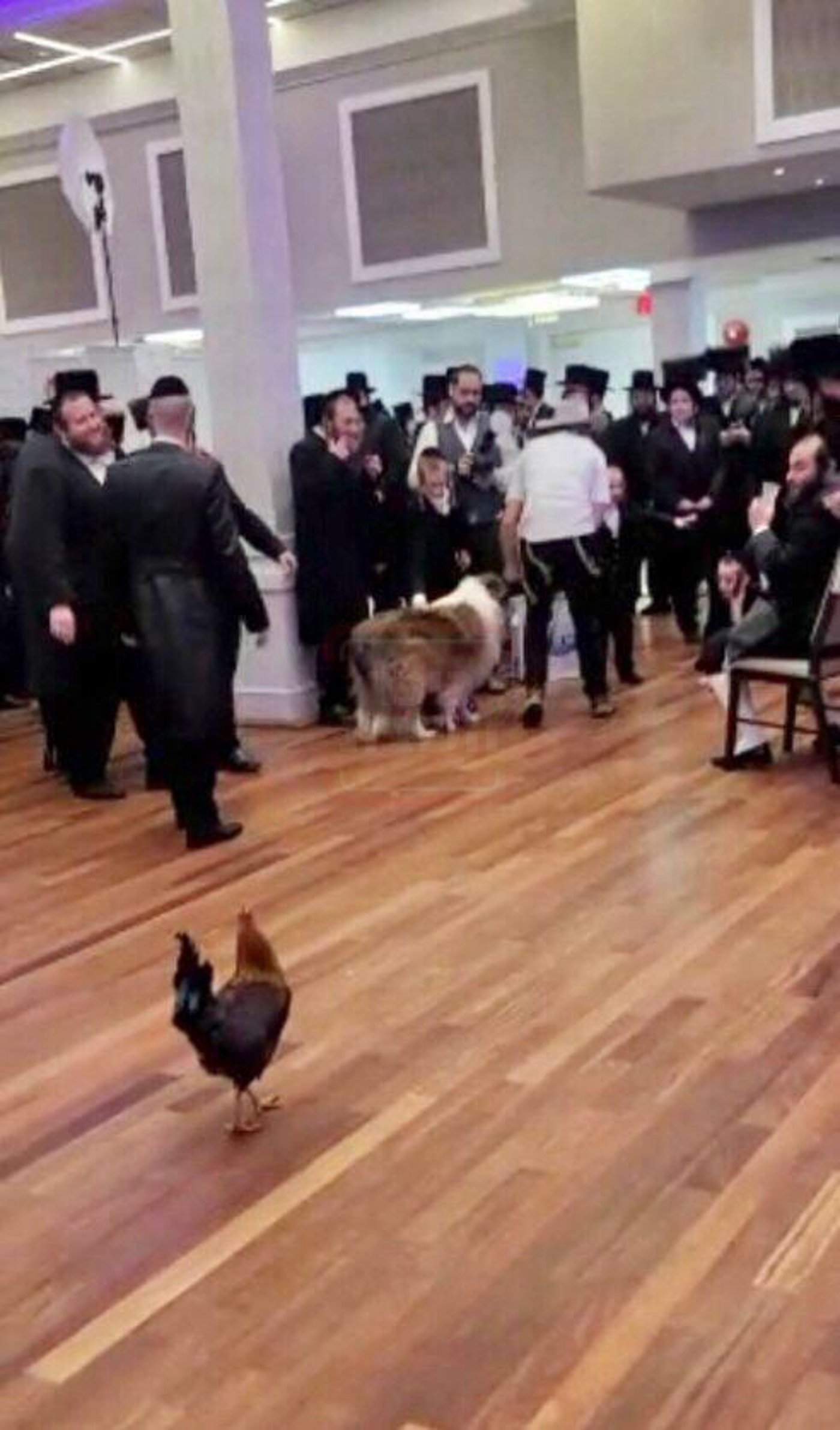 זיידלע חוזר | מהאדמו"ר שתקע בשופר בחודש אדר ועד לחסידים שכבשו את סיני; סיכום שבועי שאסור לפספס!