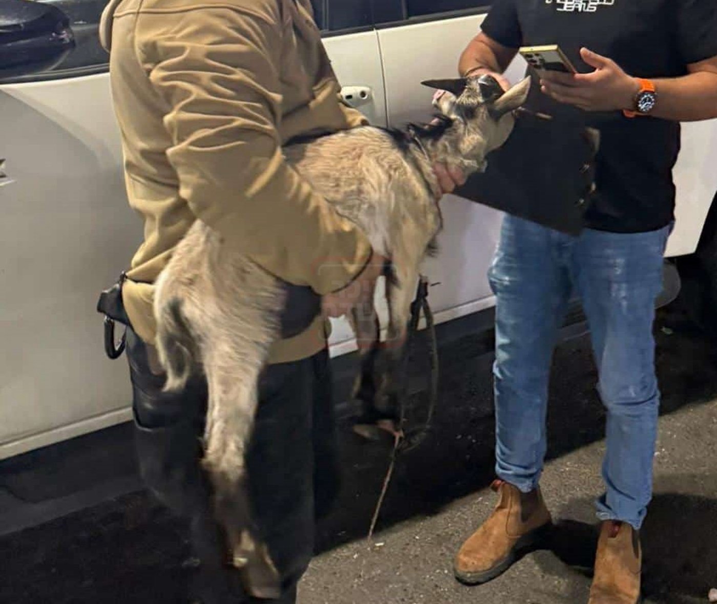 זיידלע חוזר | מהאדמו"ר שתקע בשופר בחודש אדר ועד לחסידים שכבשו את סיני; סיכום שבועי שאסור לפספס!