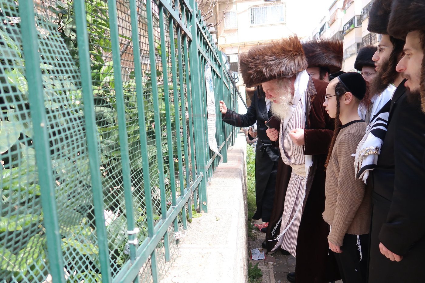 האדמו"ר ממבקשי אמונה בברכת האילנות