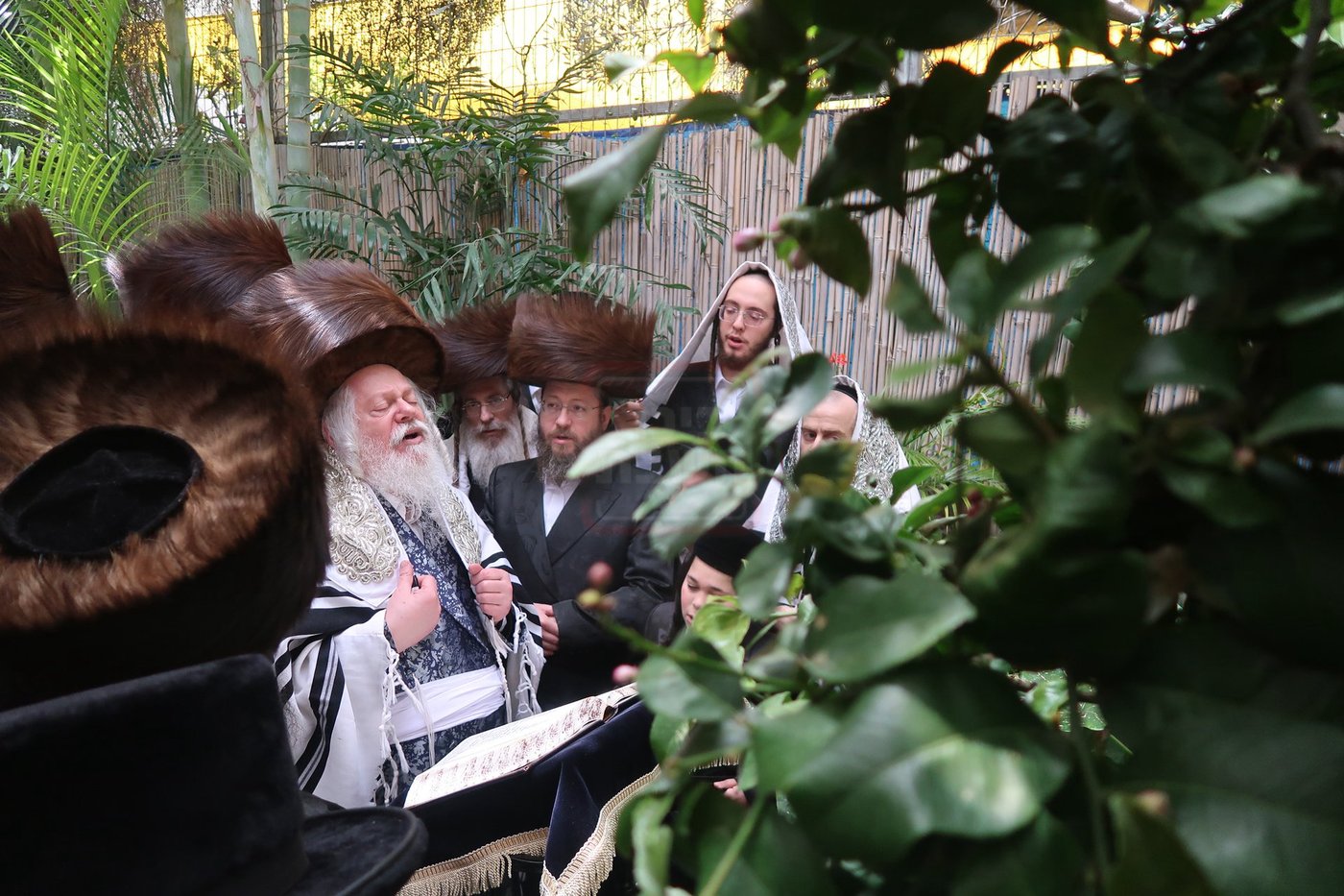 האדמו"ר מפרמישלאן בברכת האילנות