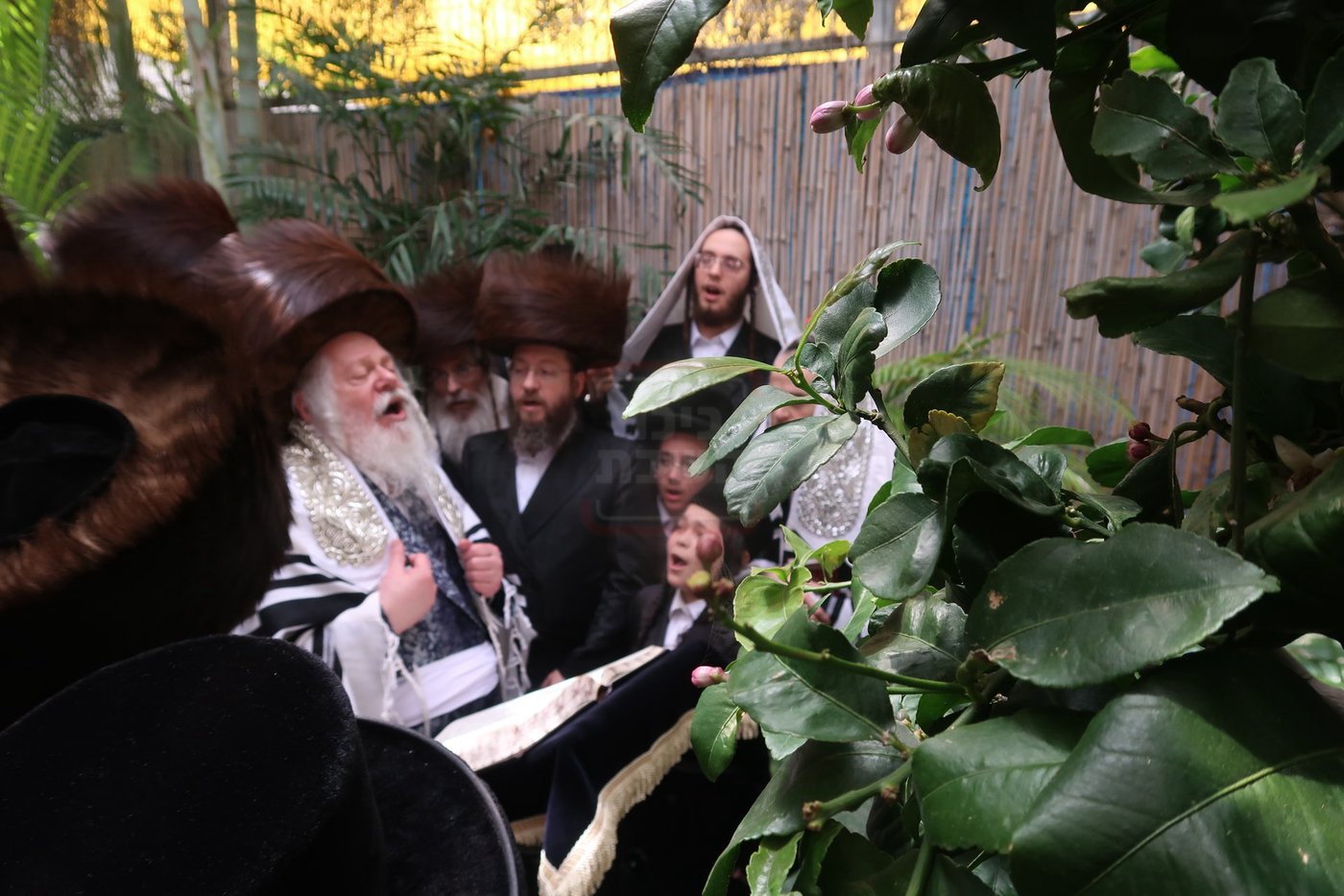 האדמו"ר מפרמישלאן בברכת האילנות