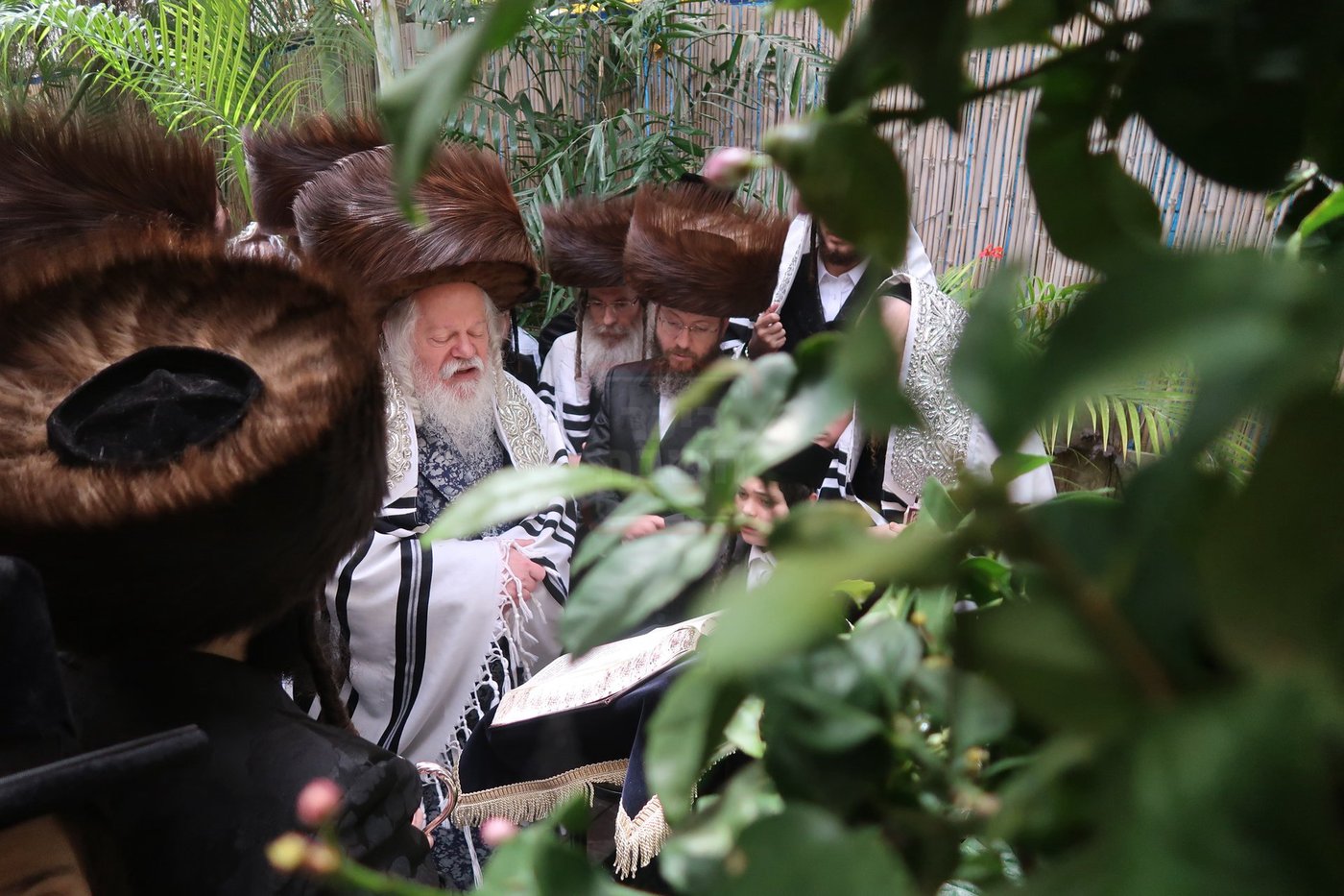 האדמו"ר מפרמישלאן בברכת האילנות