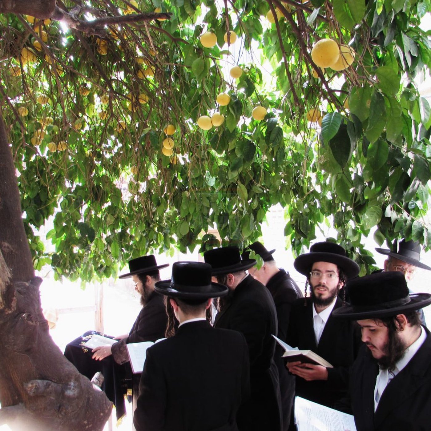 חג הפסח בחצה"ק ז'מיגראד