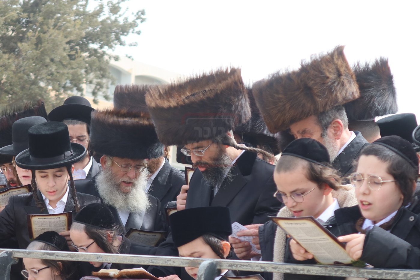 חג הפסח בחצה"ק זוועיהיל