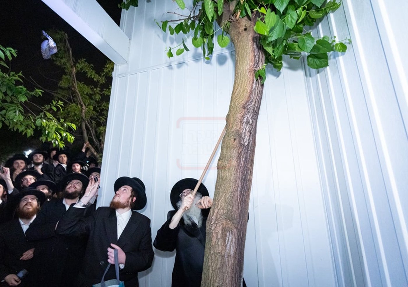 האדמו"ר מצאנז קלויזנבורג במצוות שילוח הקן