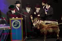 הרה"צ רבי נחמיה אלתר בפדיון פטר חמור 