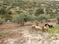 חם ויבש מהרגיל לעונה 