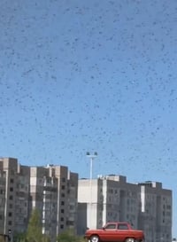 מכת ארבה קשה בדרום אוקראינה - בגלל המלחמה עם רוסיה | תיעוד