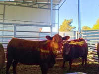 הפרות האדומות באתר שילה