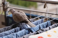 היונים, יצורים חמודים למראה, עד שהן מחליטות שהמרפסת שלכם היא הבית החדש שלהן