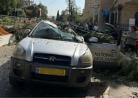 העץ שקרס