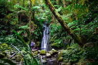 יערות הגשם האוסטרליים