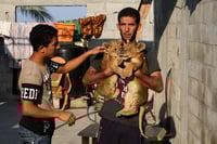 אריות המגודלים בבית פרטי בחאן יונס