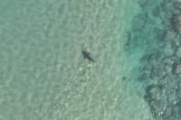 הכריש בתחנת הכח בחדרה