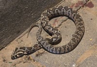 הנחש שהכיש את הצעיר באלעד