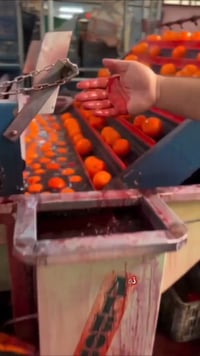 סערה באיראן: סוחרים צובעים תפוזים בחומרים כימיקליים מסוכנים | תיעוד