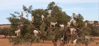 עיזים אוכלות את פירות עץ הארגן ומסייעות להפצתו במרוקו