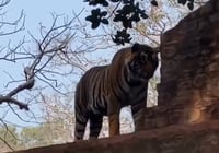 הטיגריס שצפה על התיירים