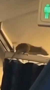 המטוס יצא משירות בגלל... עכברוש - מאות נוסעים נתקעו | תיעוד