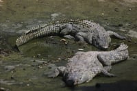 בריכת תנינים 