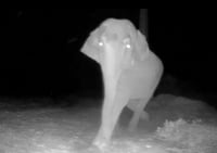 הפיל תוקף את המצלמה