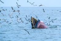 לוויתן ברייד