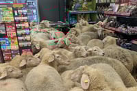 הכבשים מציפים את החנות