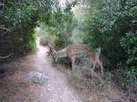 יחמור פרסי בערוץ נחל קטלב, אוגוסט 2020