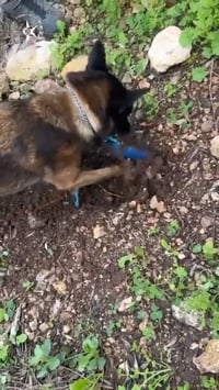 "יש עוד יש עוד" | הכלב המשטרתי חפר באדמה - זה מה שהוא מצא שם