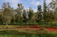 סמוך לגבול עזה