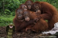 שיעור הישרדות מצמרר: התיעוד של הקופים היתומים מול הנחש