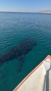 תיעוד מטורף: כריש לוויתן באורך של כחמישה מטרים נצפה בחופי אילת