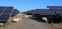 חוות צאן סולארית