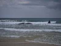 לוויתן ראשתן בחוף הים בזיקים, הבוקר