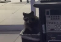 הדביבון שהתגלה בפח