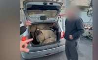 כזה עוד לא היה: שניים מהצפון גנבו 5 כבשים ב...מכונית מיני | צפו בתיעוד