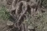 תיעוד מפחיד: קבוצת נחשי ענק התגלתה בסמוך לאתר תיירות