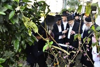 הגרמ"ה הירש בברכת האילנות