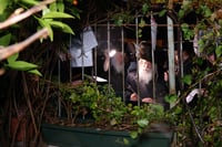 האדמו"ר מנדבורנה ירושלים בברכת האילנות