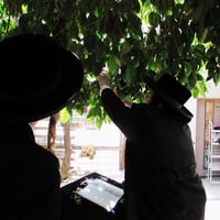 חג הפסח בחצה"ק ז'מיגראד