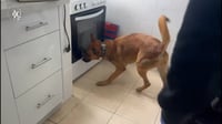 תיעוד חריג: הכלב המשטרתי מוצא את האקדח של העבריינים בתוך התנור