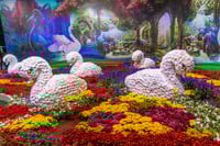 תערוכת הפרחים