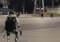 המכונה נגד החיה: מרדף של רובוט אחרי חיות בר שעשע את הרשת