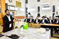 מעמד שחיטת גדי בבני ברק