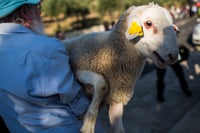21 יהודים נעצרו לפני הכניסה להר הבית: ניסו להקריב קורבן פסח שני
