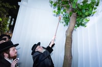 האדמו"ר מצאנז קלויזנבורג במצוות שילוח הקן