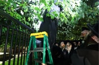 האדמו"ר מסאטמר בשילוח הקן